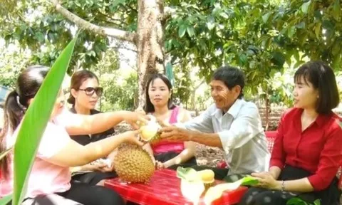 "Thủ phủ trái cây" của Đồng Nai bước vào vụ thu hoạch rộ sầu riêng