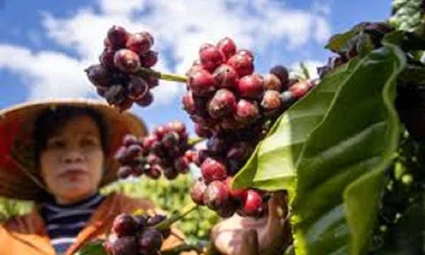 Giá nông sản 21/6: Cà phê tiếp tục đà tăng nóng, giá gạo biến động trái chiều