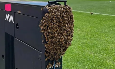 Khoảnh khắc bầy ong xâm chiếm sân vận động EURO 2024