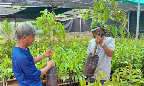Nhà nông Bình Phước 'săn' cây giống sầu riêng