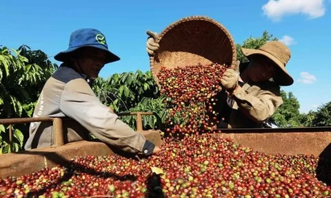 Nông sản Việt sắp lên sàn thương mại điện tử Trung Quốc