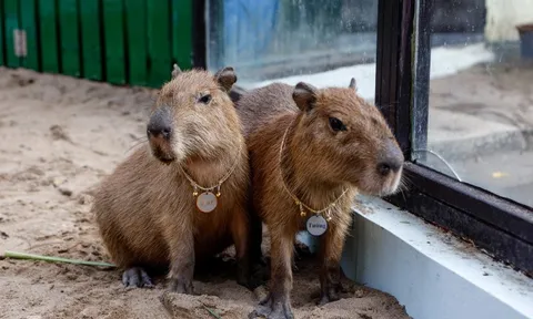 Capybara có chứa virus dại không?