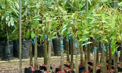 Gần 400.000 tấn cây quý từ Campuchia đổ bộ giúp Việt Nam trở thành 'ông trùm' thứ 3 thế giới: Nước ta là đối thủ lớn nhất của Thái Lan, chi hơn 1,7 tỷ USD gom hàng