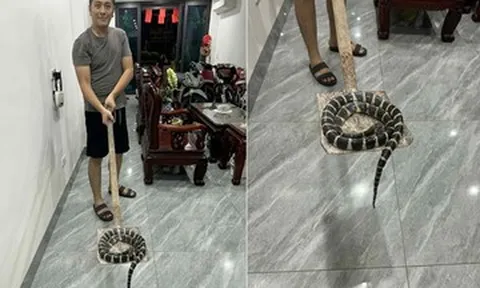 Rắn độc dài hơn 1m bò lên từ bồn cầu, bé gái ở Hải Phòng hét thất thanh