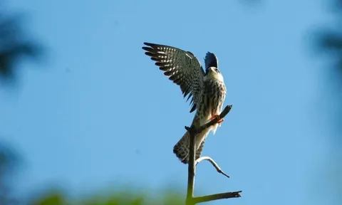 Loài chim di cư hiếm thấy vừa ‘ghé thăm’ Việt Nam