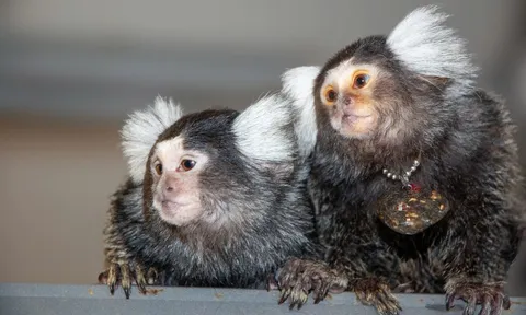 Loài khỉ chỉ nhỏ bằng ngón tay