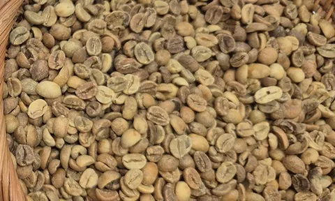 Giá cà phê hôm nay 19-12: Giảm phiên thứ 6 liên tiếp