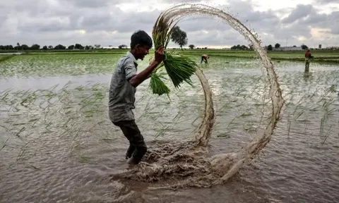 Không phải Philippines hay Ấn Độ, đây mới là ‘thủ phạm’ khiến gạo Việt Nam, Thái Lan đón tin buồn: Giá giảm 44% vì một động thái