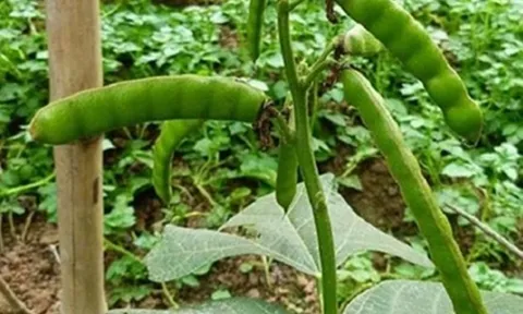 Ăn loại hạt quen thuộc, 6 người trong nhà nôn dữ dội, 2 ca nguy kịch