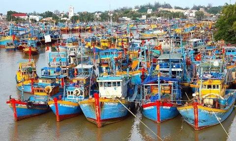 Thủ tướng chỉ đạo lập đoàn kiểm tra chống IUU, Bộ Công an điều tra dứt điểm vụ lô hàng cá cờ kiếm