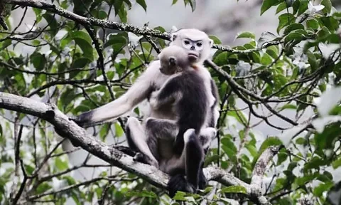 Voọc mũi hếch và những loài hiếm nhất thế giới tìm thấy ở Việt Nam