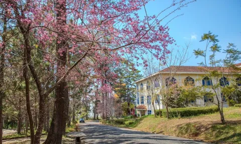 Mai anh đào nở rộ, trường học Đà Lạt vào mùa đẹp nhất năm
