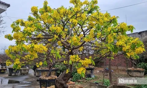 Nông dân thu tiền tỷ từ cây mai vàng Yên Tử