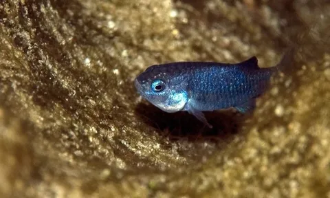Loài cá quý hiếm nhất hành tinh