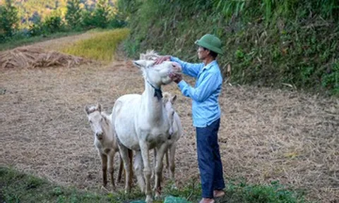 Nuôi ngựa bạch 4 tháng bán 30 triệu đồng/con, lão nông xứ Lạng đổi đời
