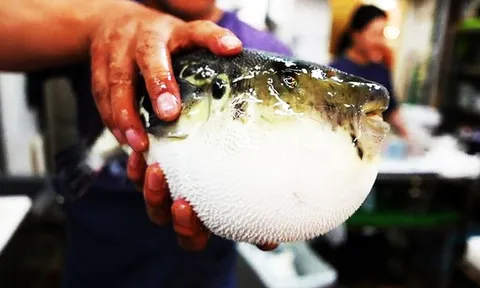 Bắt loại cá quen thuộc trong vườn nhà ăn, 3 người tê lưỡi nguy kịch