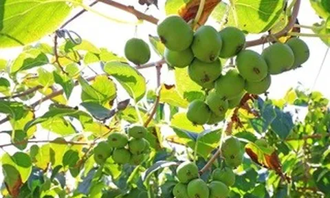 Loài cây dại ở châu Á có thể là khắc tinh của ung thư phổi