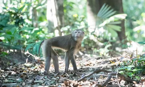 Ở nơi có nhiều loài cây trong Sách Đỏ và dễ gặp động vật quý hiếm