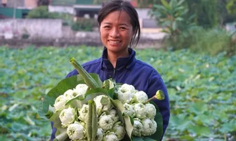 Sen nở sớm, vợ chồng ở Nghệ An lội bùn hái tới 500 bông/ngày, thu tiền triệu