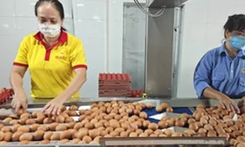 Từ vụ trứng Ba Huân nợ bảo hiểm xã hội kéo dài: Thấy gì từ những "thương hiệu quốc dân"?