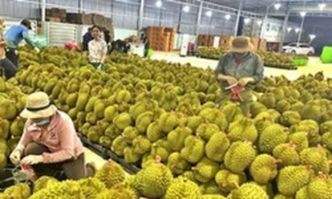 Một đối thủ sầu riêng Việt Nam bất ngờ gặp khó: Giá giảm chỉ còn 1/3, lãnh đạo thừa nhận 'chúng tôi không ngờ lại ảnh hưởng mạnh đến vậy'