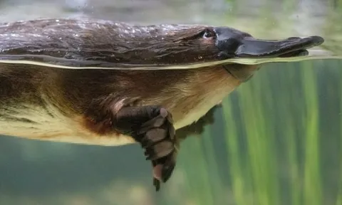 Loài động vật vô lý nhất hành tinh