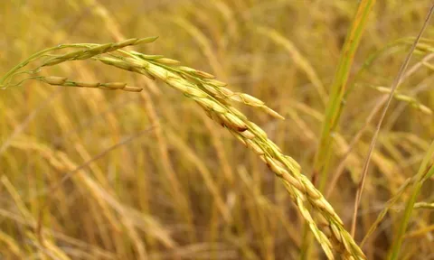 'Lúa chín không cúi đầu' gây tranh cãi do đâu?