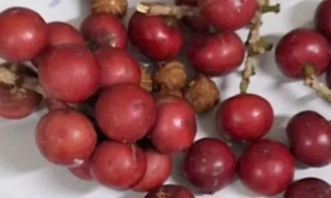 Hơn 200 học sinh nghi ngộ độc sau khi ăn quả lạ
