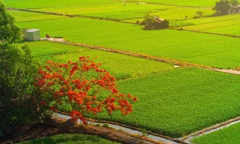 Mẹ tôi gom góp tiền lì xì để đón cháu về quê nghỉ hè