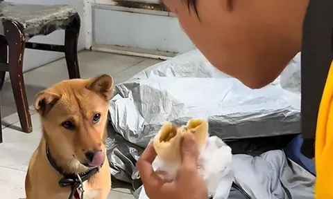 Mang theo chú chó nhỏ, nam sinh nghèo ngày làm 10 tiếng, đêm ngủ gầm cầu để tích góp tiền nhập học