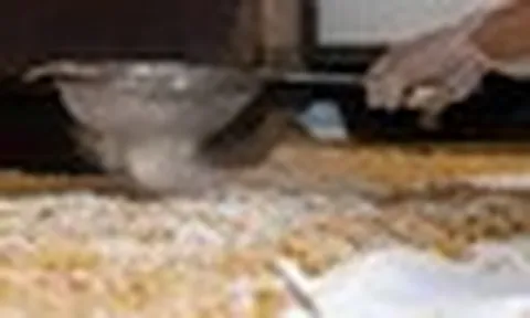 Sức mua tăng mạnh, người dân làng rượu nếp Phú Thượng tất bật dịp Tết Đoan ngọ