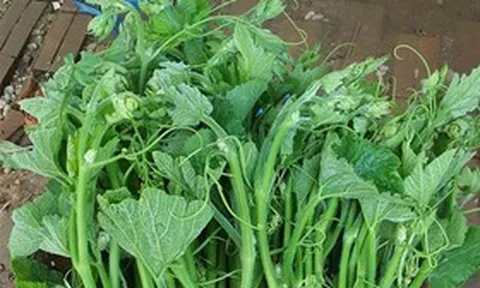 Loại rau bổ dưỡng bán đầy chợ giúp ổn định huyết áp, tốt cho tiêu hóa, nhiều người bỏ qua