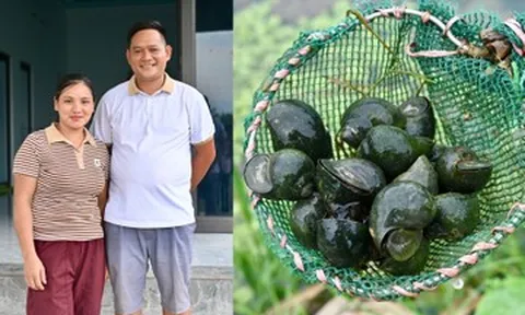 Vợ chồng 9X người Tày ở Tuyên Quang thoát nghèo nhờ nuôi ốc nhồi