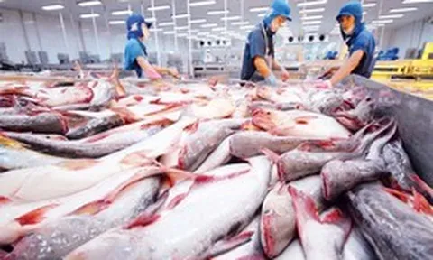Loại cá giàu DHA của Việt Nam vươn lên Top 1 thế giới, khách Tây mê mẩn ăn "không dứt", thu về 2,4 tỷ USD