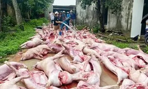 Sét đánh mất điện, hơn 550 con lợn chết ngạt làm thiệt hại 5,5 tỷ đồng