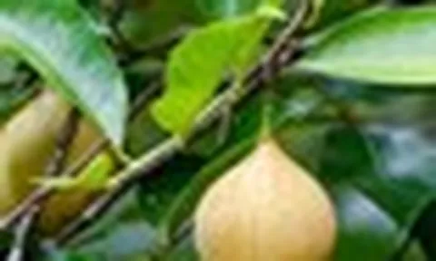 Đắt hơn sầu riêng, Việt Nam trồng được một loại ‘sản vật’ đắt đỏ thứ 3 thế giới: Giá gần 8.000 USD/tấn, ít nhất 3 năm mới cho thu hoạch