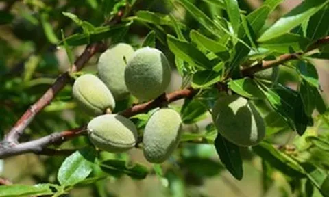 Loại hạt thuộc nhóm "tốt nhất thế giới", ở Việt Nam trồng bạt ngàn