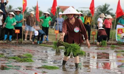 Xem nông dân đảo Hà Nam thi cấy vụ mùa mới