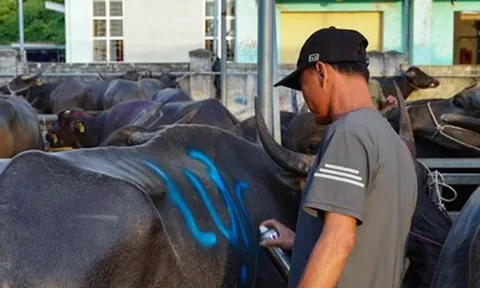 Phiên chợ đặc biệt ở Nghệ An, một vệt sơn chốt thương vụ cả chục triệu đồng