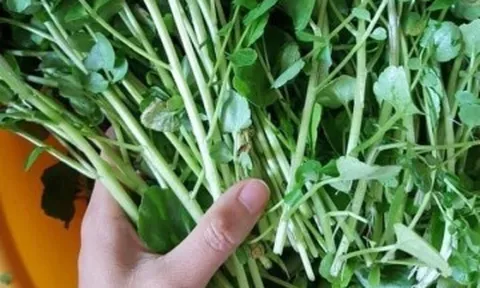 Loại rau "đại bổ" trồng một lần ăn 10 năm, có chứa nhiều omega-3 rất tốt cho trẻ