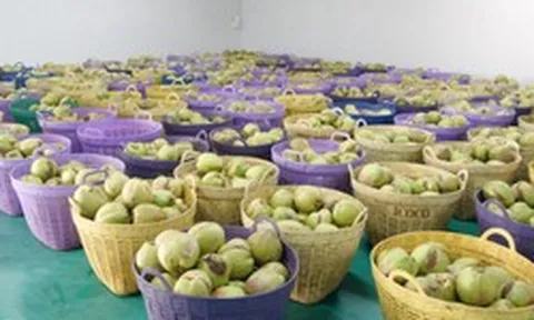 Trồng loại quả quen thuộc của người Việt tại đất Thái Lan, một doanh nhân đón tin vui: Giá tại ruộng cao gấp 5 lần, Trung Quốc cực ưa chuộng