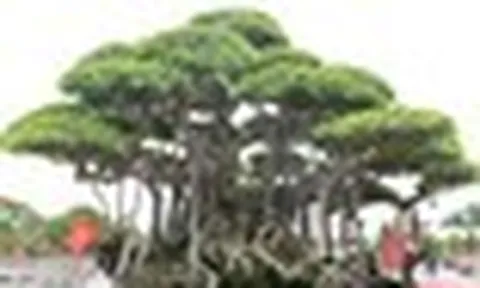 Choáng ngợp trước những cây bonsai bạc tỷ khoe dáng ở quảng trường Quảng Ngãi