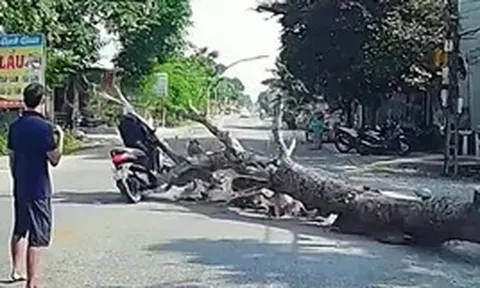 Người đàn ông đi đường bị cây gỗ đè tử vong