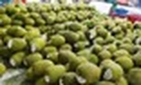 Sản vật triệu đô của Việt Nam khiến Trung Quốc phải thừa nhận ngon hơn của nhà trồng, giàu protein, được ví như 'cứu tinh của thế giới'