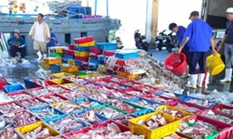 Ngư dân Đà Nẵng trúng đậm mùa cá bã trầu lớn nhất năm