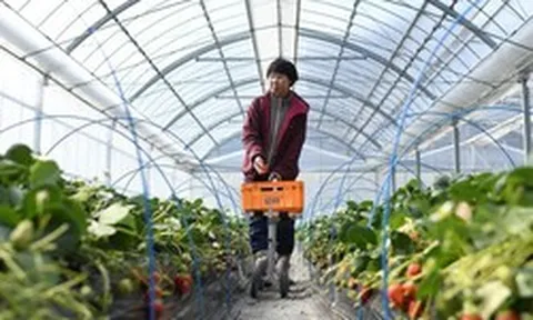 Loại quả bán đầy chợ Việt được Nhật Bản phù phép thành 'kim cương': giá hơn 8 triệu đồng/quả, chuyên quà biếu tặng, mất tới 13 năm để tạo ra