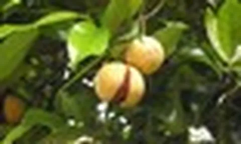 Một loại gia vị đắt thứ 3 thế giới nhưng Việt Nam có rất nhiều: Trồng trên 3 năm mới được thu hoạch, các cường quốc liên tục săn lùng