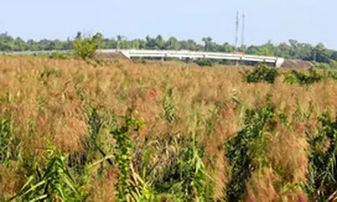 Lau trổ đầy đồng, dân nói hết lũ, thời tiết từ nay đến tháng 4-2027 thế nào?