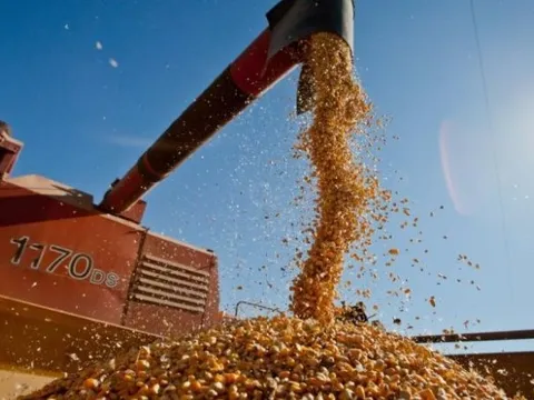 Loại hạt này của Lào đang ồ ạt tràn vào thị trường Việt, nhập khẩu tăng đến 1.100% dù sản lượng của Việt Nam gấp đến 8,5 lần