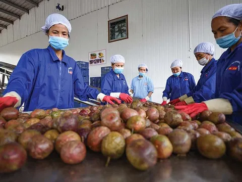Cảnh báo giả mạo “Giấy chứng nhận xuất khẩu nông sản sang Trung Quốc”